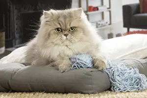 Persians: Persian Cat indoors