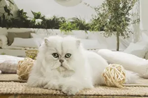 Persians: Persian Cat indoors