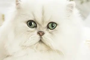 Persians: Persian Cat indoors