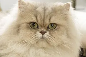 Persians: Persian Cat indoors