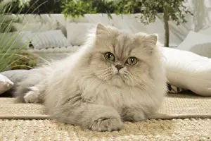 Persians: Persian Cat indoors