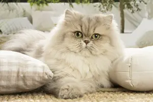 Persians: Persian Cat indoors