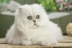 Shock: Persian Cat indoors