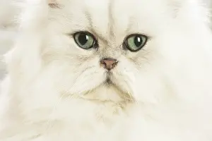 Persians: Persian Cat indoors