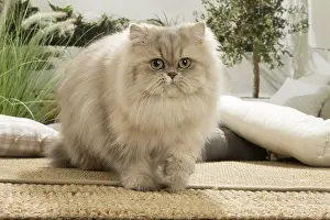 Persians: Persian Cat indoors