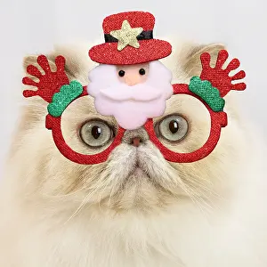 Glasses: Persian cat indoors