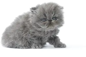 Cute Kittens By Jean-Michel Labat: Persian Cat kitten