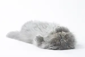 Exhausted: Persian Cat kitten
