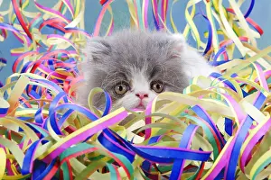 Long Hair: Persian cat, kitten, 7 weeks, with streamers