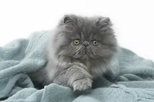 Waving: Persian Cat kitten in blanket
