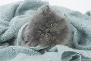 Cocked: Persian Cat kitten in blanket
