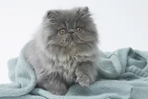Lifting: Persian Cat kitten in blanket