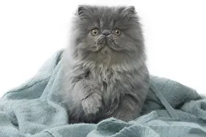 Blankets: Persian Cat kitten in blanket