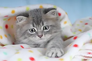 Ceiling: Persian cat, kitten, blue tabby, portrait, under