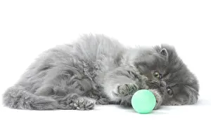 Balls: Persian Cat kitten playing with toy ball