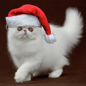 Faune: Persian Cat, Kitten wearing Christmas hat