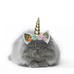 070219: Persian Cat, kitten wearing unicorn headband