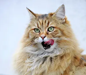 Away: Persian cat licking its mouth