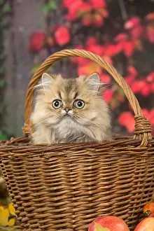 211118: Persian cat outdoors in autumn