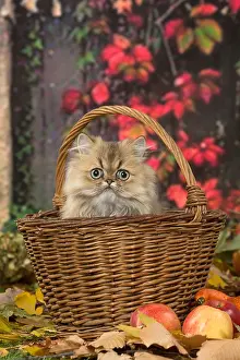 211118: Persian cat outdoors in autumn