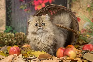 211118: Persian cat outdoors in autumn