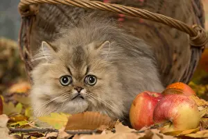 211118: Persian cat outdoors in autumn