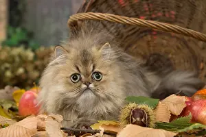 211118: Persian cat outdoors in autumn