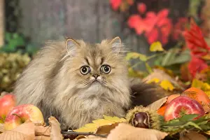 211118: Persian cat outdoors in autumn