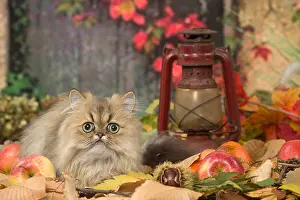 211118: Persian cat outdoors in autumn