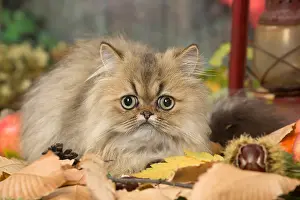 211118: Persian cat outdoors in autumn