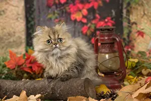 211118: Persian cat outdoors in autumn