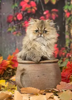 211118: Persian cat outdoors in autumn