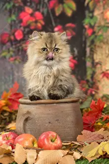 211118: Persian cat outdoors in autumn