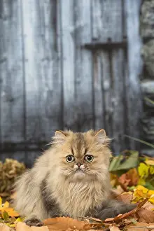 211118: Persian cat outdoors in autumn