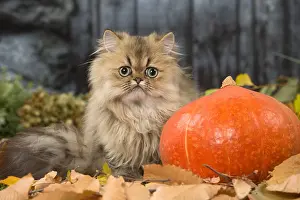 Hallowe En: Persian cat outdoors in autumn
