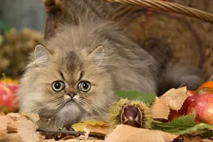Baskets: Persian cat outdoors in autumn