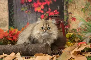 211118: Persian cat outdoors in autumn