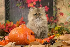 Pumpkins: Persian cat outdoors in autumn