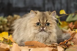 211118: Persian cat outdoors in autumn