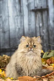 211118: Persian cat outdoors in autumn
