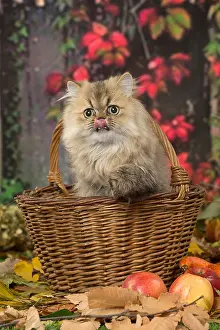 Baskets: Persian cat outdoors in autumn
