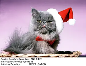 Glamour: Persian Cat - Santa look in basket in Christmas hat and tie