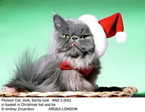 Glamour: Persian Cat - Santa look in basket in Christmas hat and tie