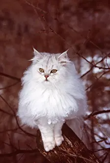 Persians: PERSIAN CAT - Silver-shaded, on tree