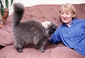 Stroking: PERSIAN CAT - On sofa with owner