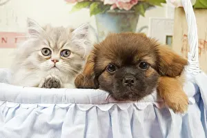 Dhokhi: Persian Cat with Tibetan Terrier puppy