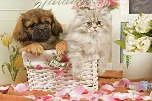 Dhokhi: Persian Cat with Tibetan Terrier puppy