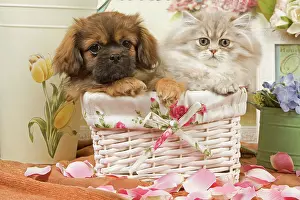 Dhokhi: Persian Cat with Tibetan Terrier puppy