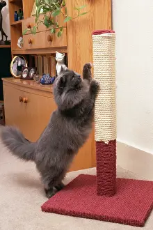 Sharpen: Persian CAT - using scratching post to sharpen claws
