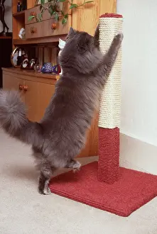 Posts: PERSIAN CAT - using scratching post to sharpen claws